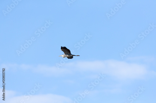 A heron flies over the blue sky.