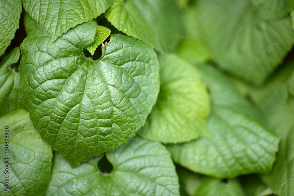 green leaves green leaves