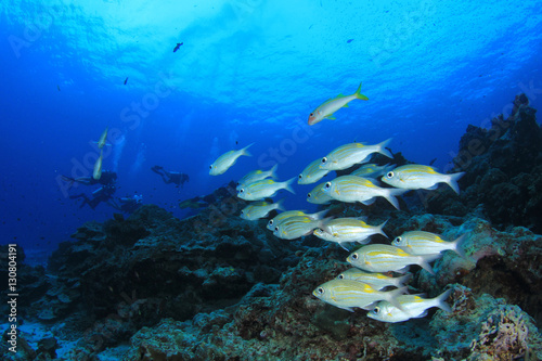 Scuba divers exploring coral reef © Richard Carey