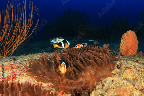 Underwater coral reef with clownfish anemonefish