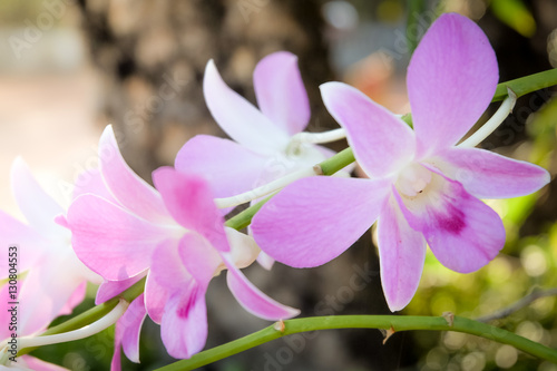 Orchid