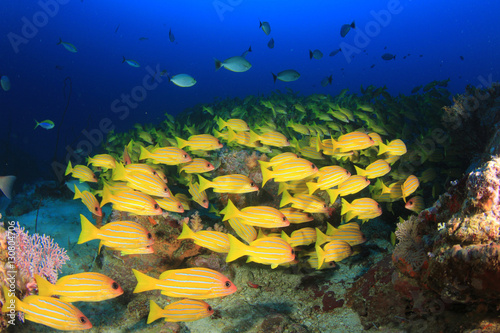Fototapeta Naklejka Na Ścianę i Meble -  Fish school on coral reef