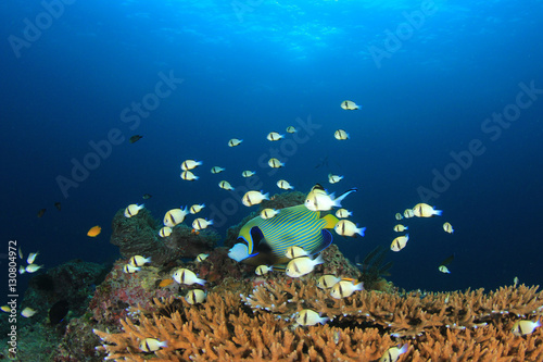 Fototapeta Naklejka Na Ścianę i Meble -  Fish school on coral reef