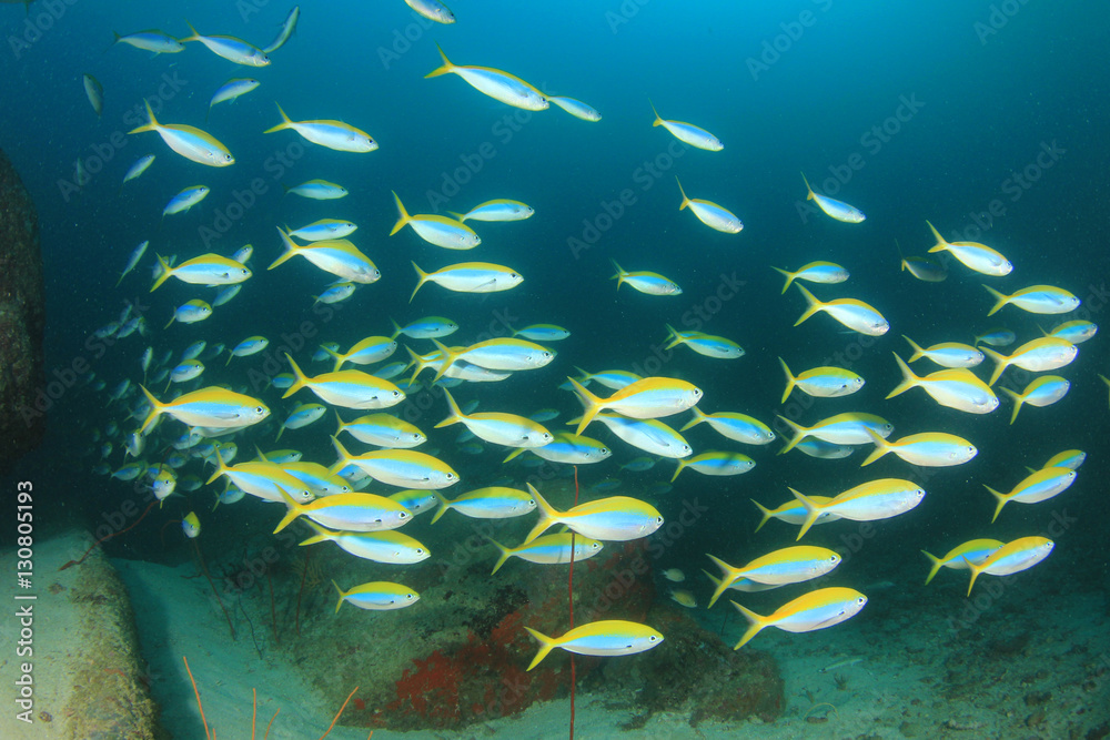 Fototapeta premium Fish school on coral reef