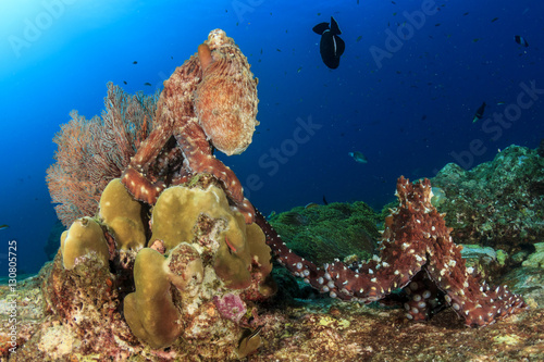Octopus pair mating