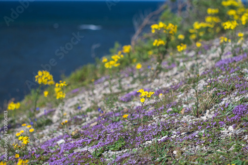 Yellow summer wildflowers.