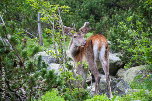 Deer in the mountain forest. © Aleks Kend