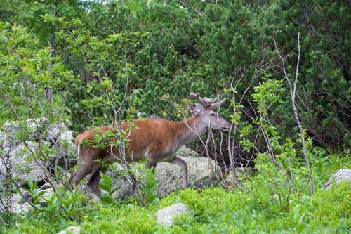 Fototapeta Naklejka Na Ścianę i Meble -  Deer in the mountain forest.