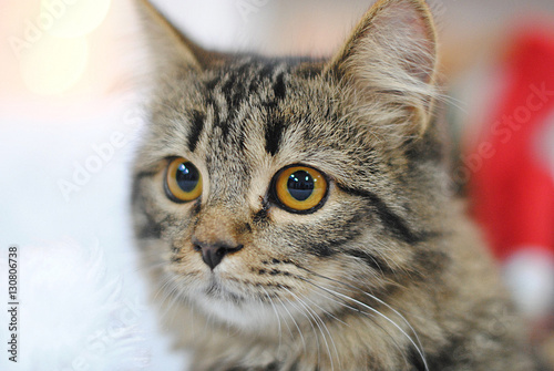 Gray striped cat. Close portrait on the background of Christmas decorations