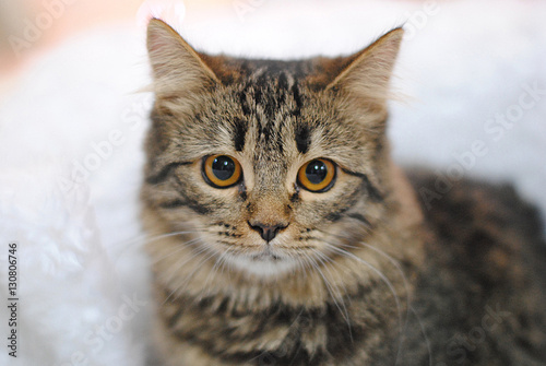 Gray striped cat. Close portrait on light background