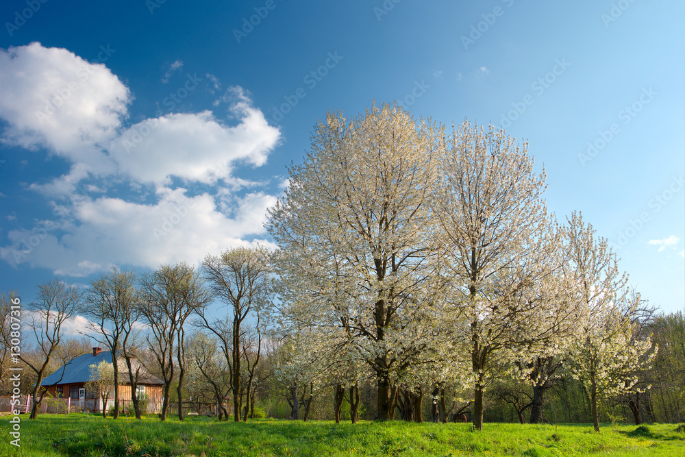 sunny day, trees covered with white blossoms sunny day, trees covered with white blossoms