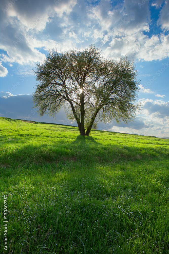 Obraz premium light through trees;