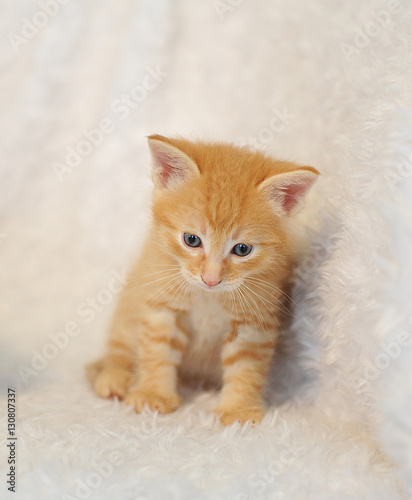 Small ginger kitten in a fluffy white blanket