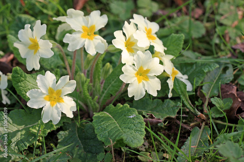 Primrose flowers