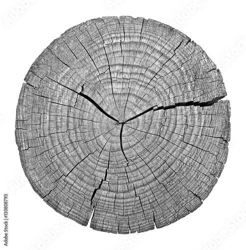 Cross section of tree trunk showing growth rings on white background. wood