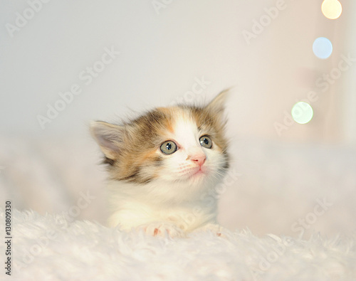 Little cute kitten peeking out of a white fluffy chair. Christmas lights in the background. Christmas mood