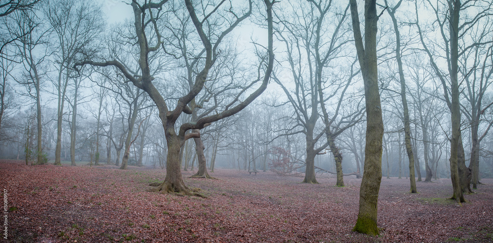 Fototapeta premium Mystical forest at dawn