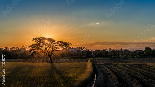 silhouette tree sunset in Cornfield  Thailand