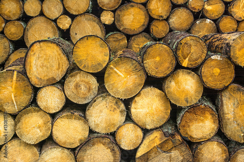 Pile of wood logs. Wood logs texture background..