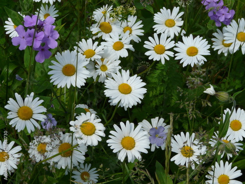 Wiese voller Margeriten mit vereinzelten Nachtviolenblüten, verschiedenen Gräsern und Taubenkropfblüte photo