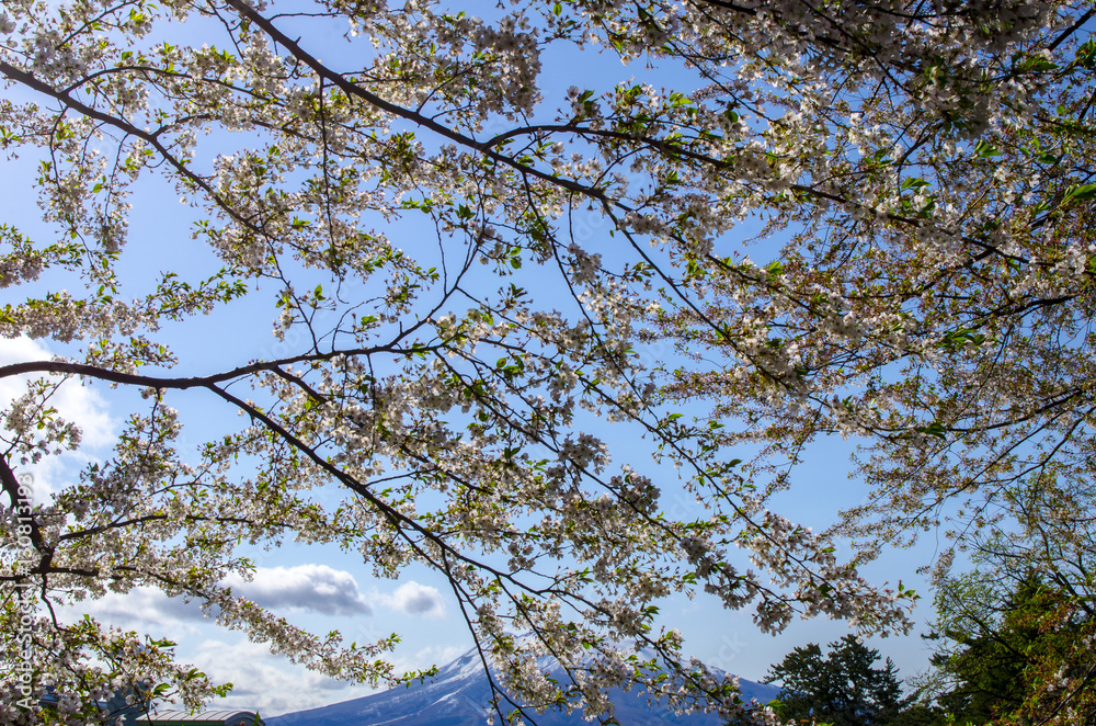 弘前公園の桜 弘前公園の桜