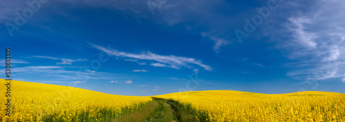 yellow field photo