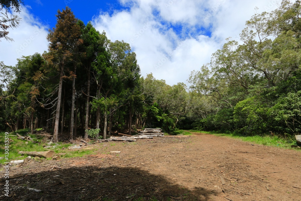 forest of belouve , circus of salazie , Reunion Island National Park, France , october 2016