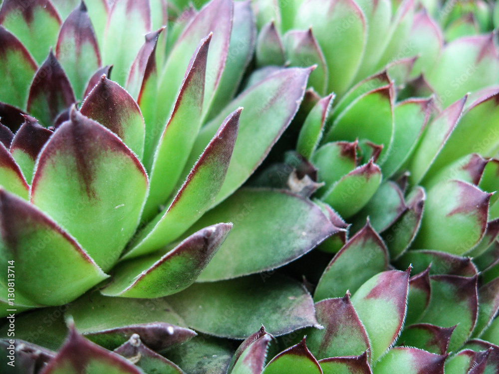 plants plants