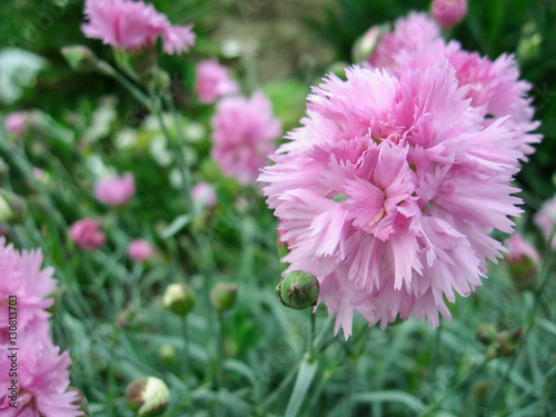 pink flower