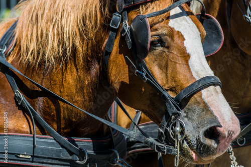 Fototapeta Naklejka Na Ścianę i Meble -  Portrait d'un cheval de trait.