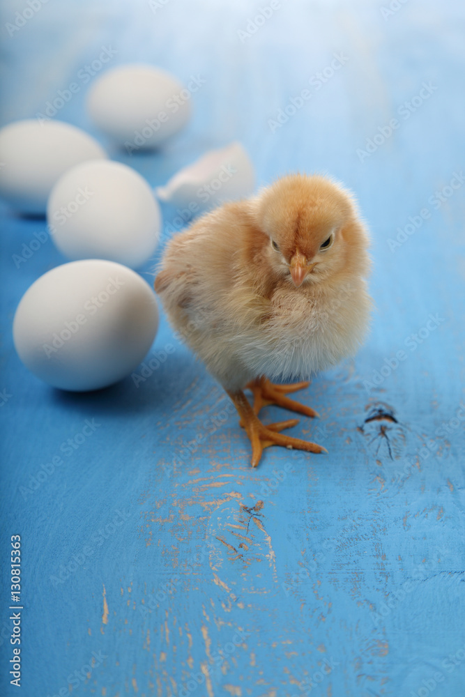 Fluffy little yellow chickens and eggs on a blue wooden backgro Fluffy little yellow chickens and eggs on a blue wooden backgro