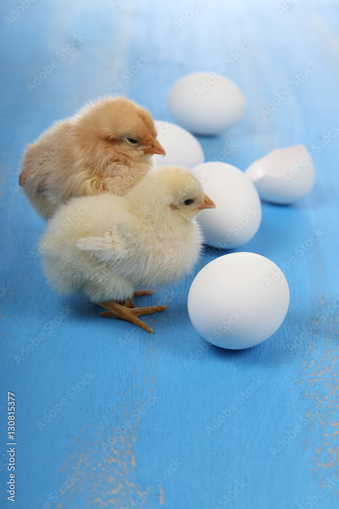Fluffy little yellow chickens and eggs on a blue wooden backgro Fluffy little yellow chickens and eggs on a blue wooden backgro