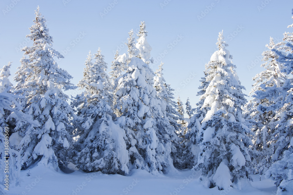 Winter forest. Snow covered spruces. Winter forest. Snow covered spruces.