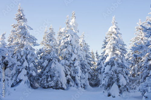 Winter forest. Snow covered spruces.