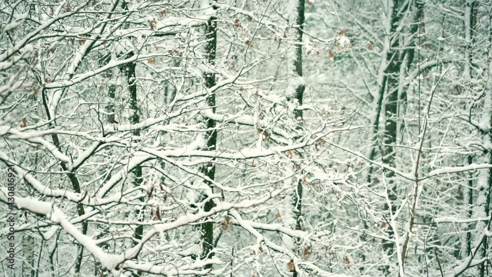 Snowy forest or park in winter with tree branches gently swaying in breeze