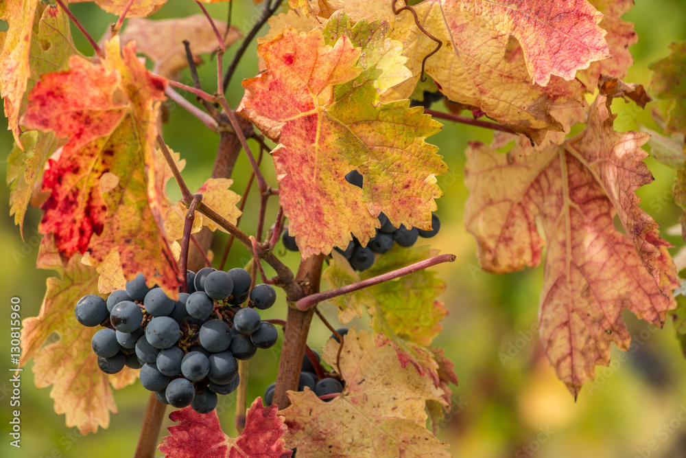 Tuscany Grapes