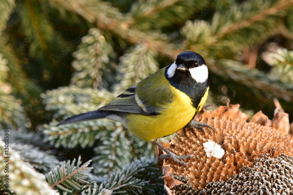Naklejka premium great tit and feeder with seeds and sunflower