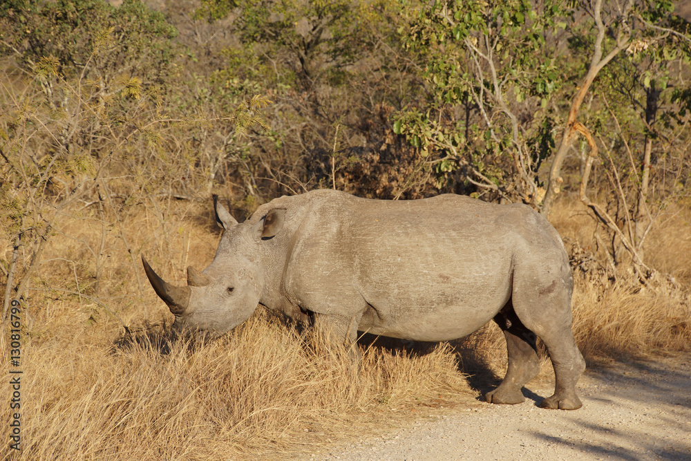 white rhino in the African bush white rhino in the African bush