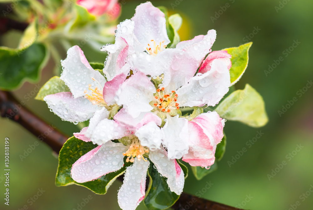 delicate flowers and young leaves of apple tree delicate flowers and young leaves of apple tree