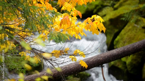 Above Toketee Falls Autumn in Oregon Douglas County