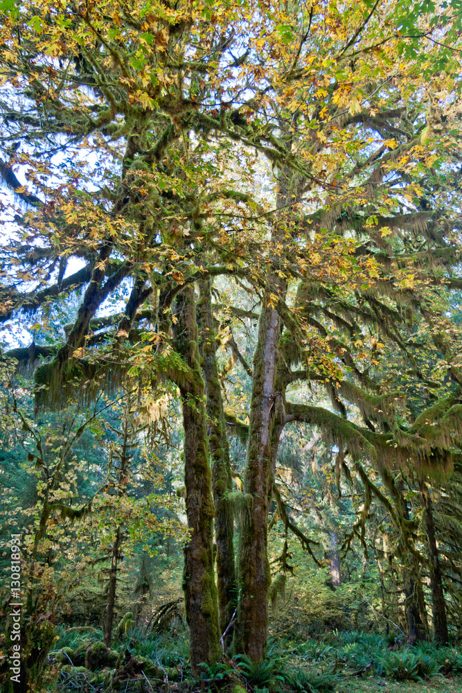 Hoh Rainforest, Hall of Mosses Trail Hoh Rainforest, Hall of Mosses Trail