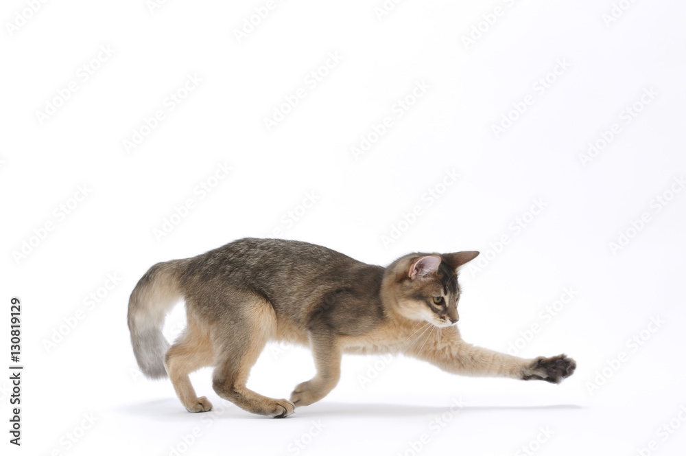 Obraz premium 猫-061