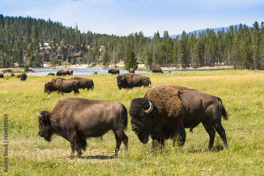 Bison at Yellowstone national Park