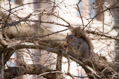 Squirrel Eating In The Tree In New York