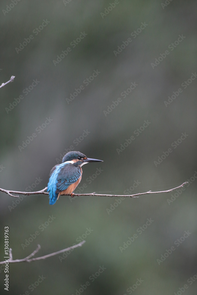 Obraz premium カワセミ,ブッホウソウ目カワセミ科カワセミ属