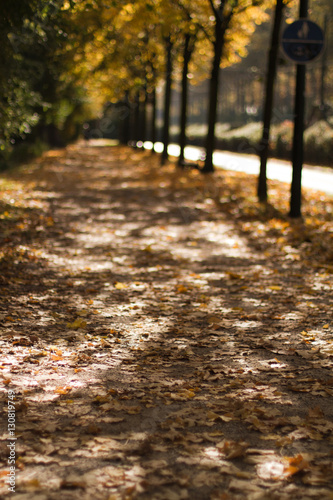 Autumn Alley At Ostpark Grafenberg Duesseldorf  photo