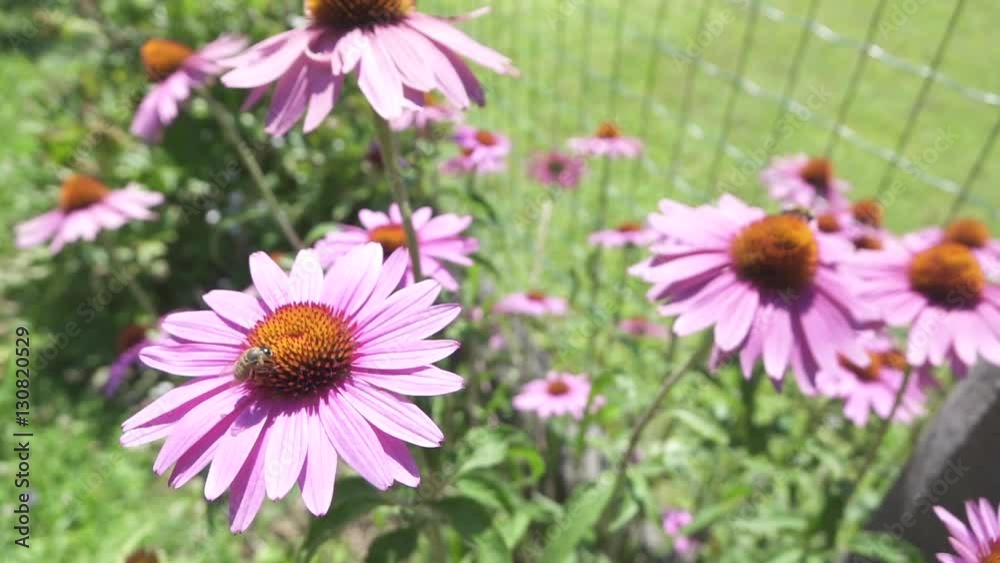 CLOSE UP: Bee collecting sweet nectar and pollen from stunning flowers in garden CLOSE UP: Bee collecting sweet nectar and pollen from stunning flowers in garden
