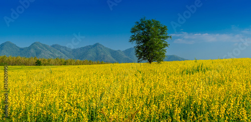 field of yellow Crotalaria flowers and big tree near the mountain in day blue sky. © lamyai