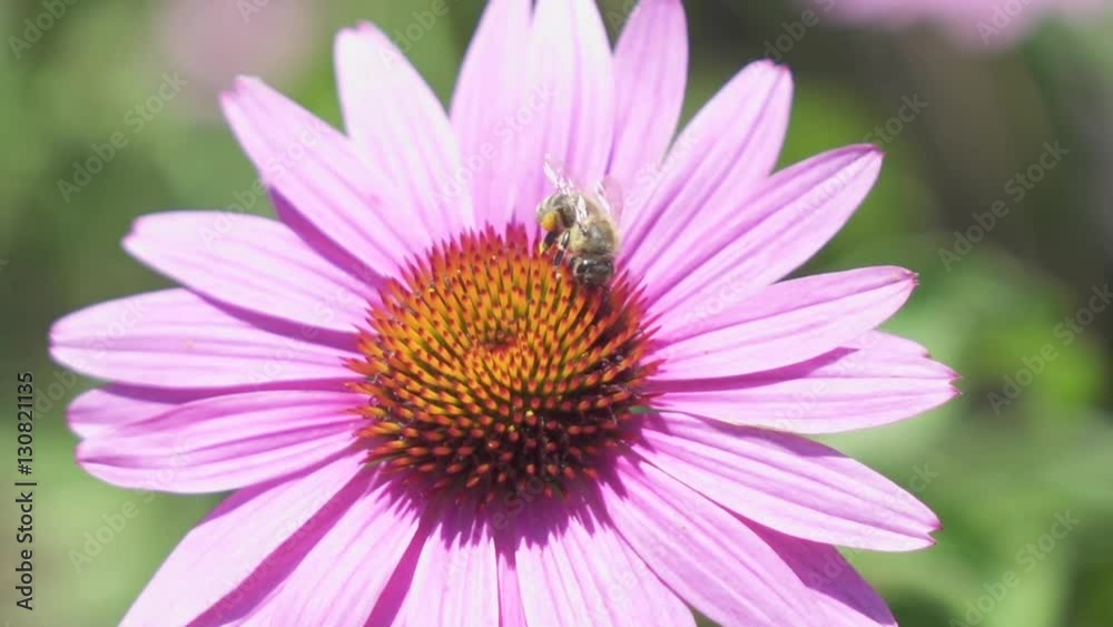 MACRO: Domesticated honey bee loaded with pollen collecting nectar from flower MACRO: Domesticated honey bee loaded with pollen collecting nectar from flower