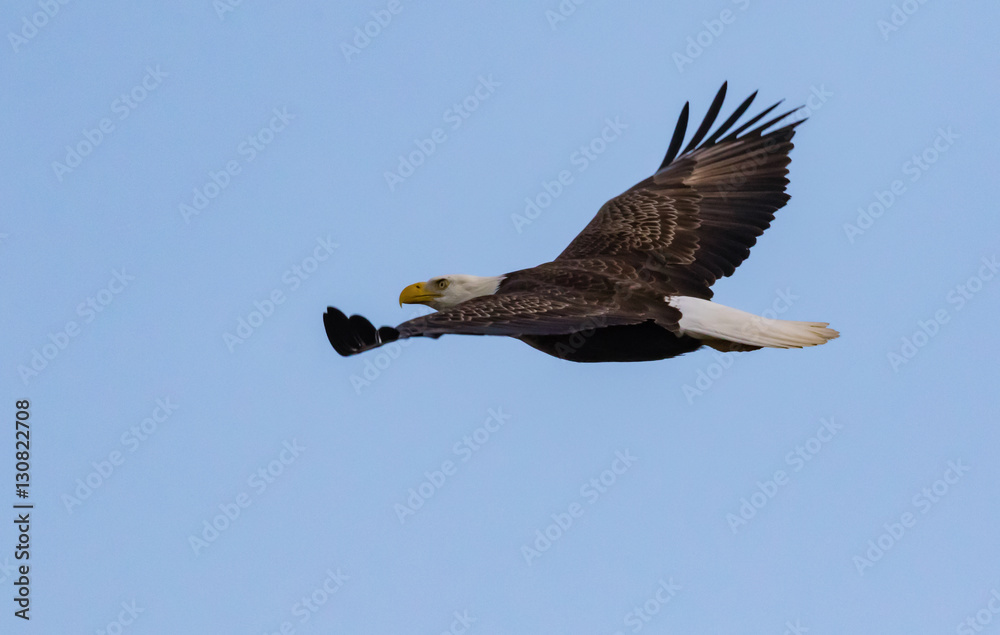 Fototapeta premium Bald Eagle
